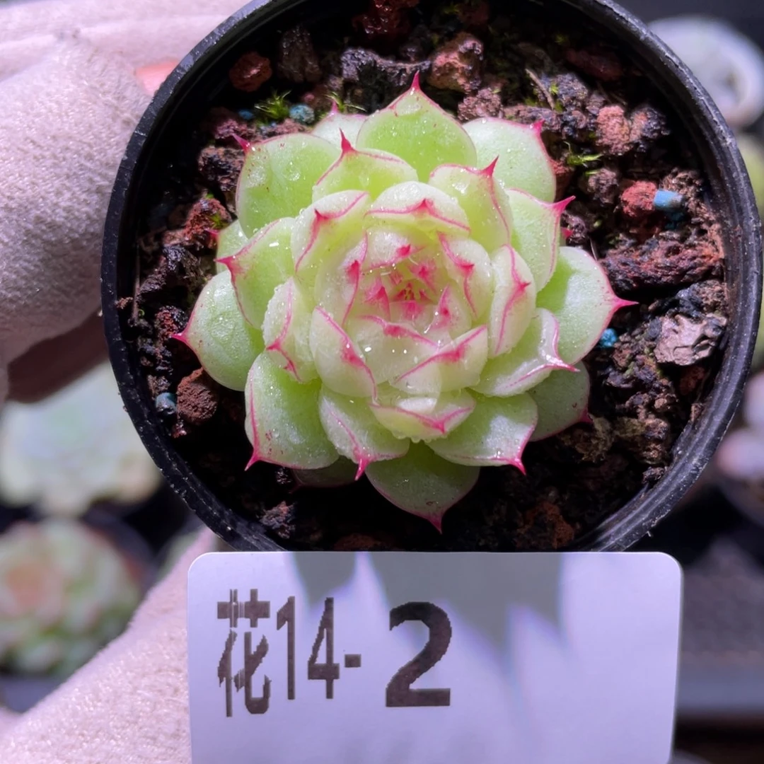 花利美14-2海王单头