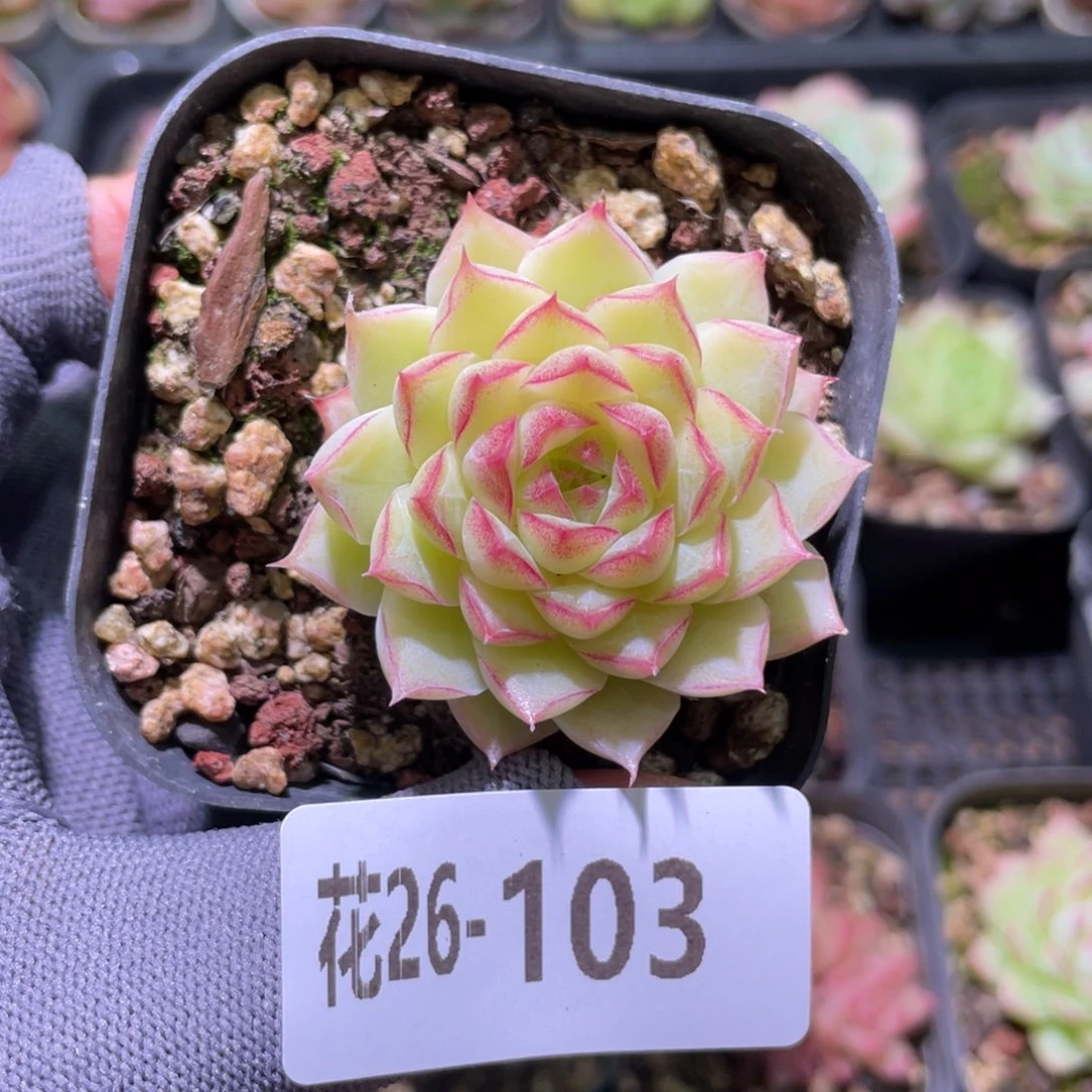 花利美26-103女王