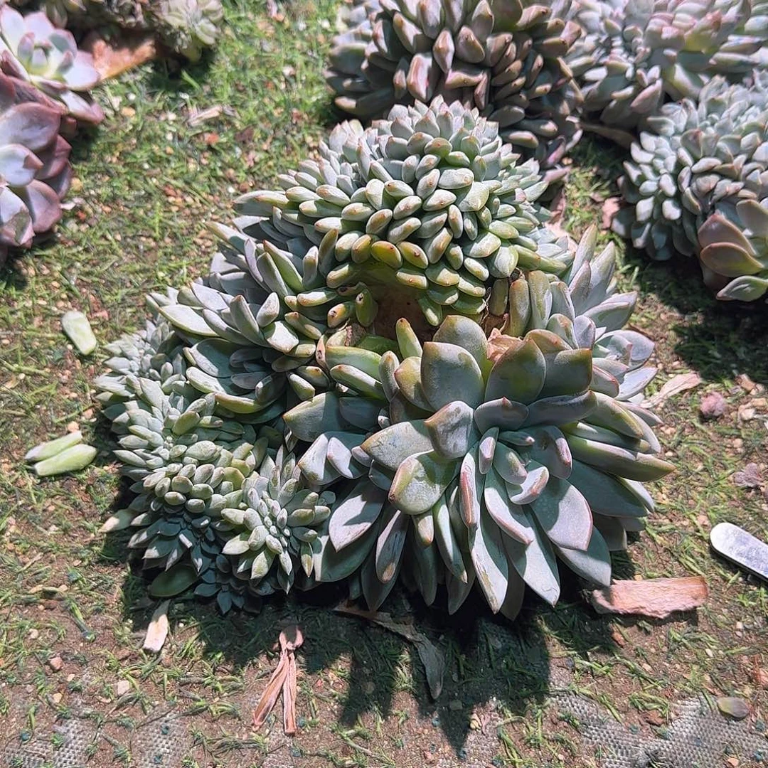 叶插星影缀呀呀呀