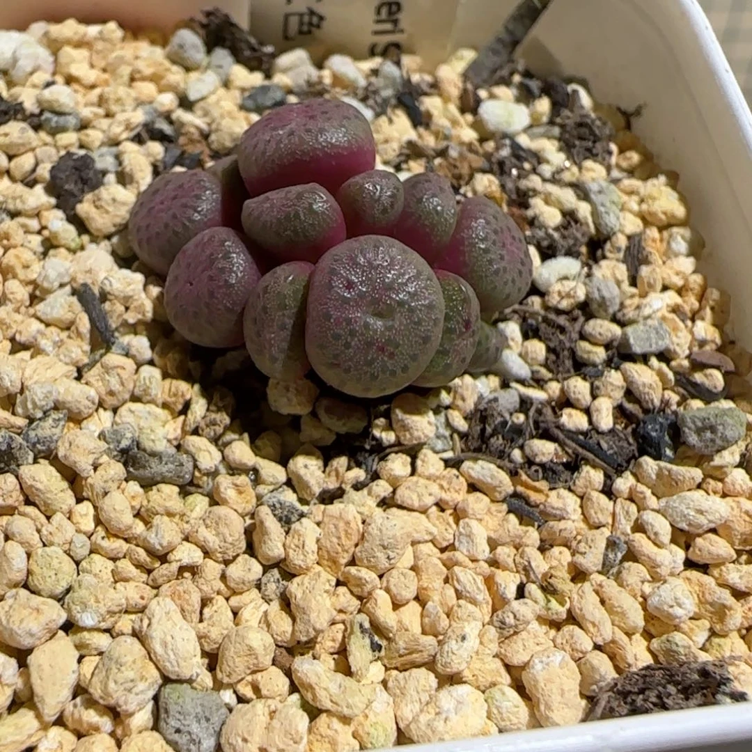 肉锥多肉植物组合-红色青团338