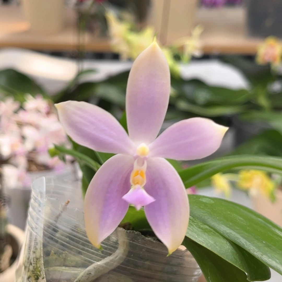 完全开放2.5寸反射龙交白路德开花株