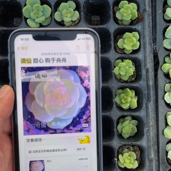 舟舟谪仙，满9.9元包邮