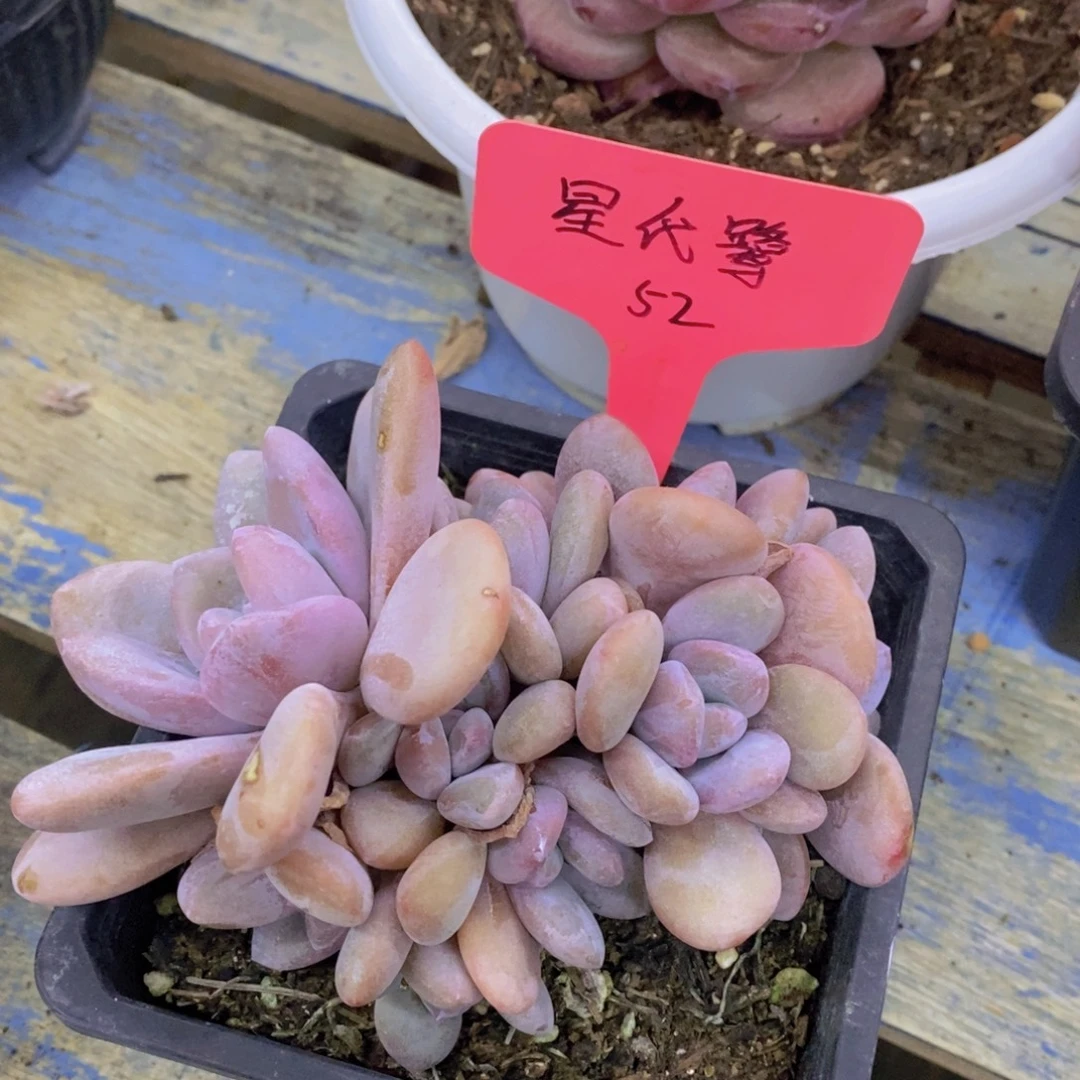 开心多肉，破价专场