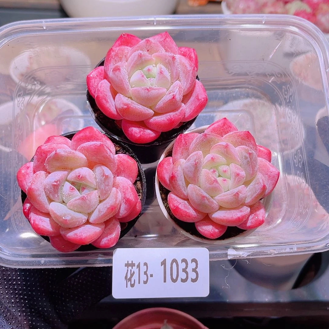 花利美13-1033冰娃娃3颗