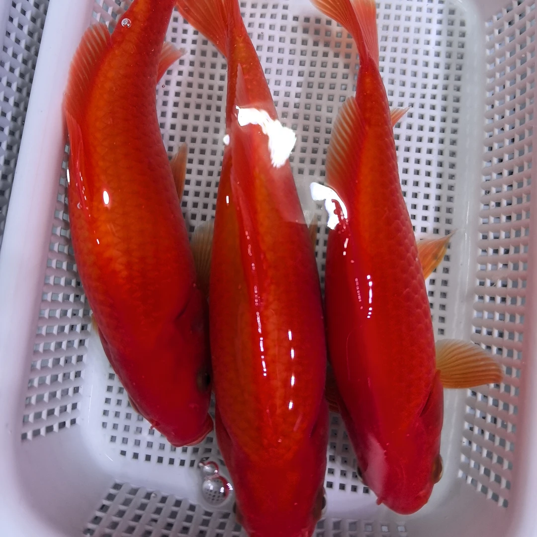 (四)3条鹦鹉15公分左右红白三色德系锦鲤观赏鱼