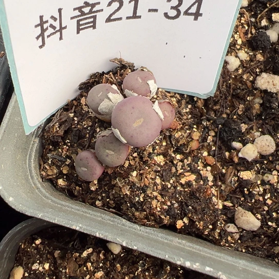 21-34红小丁多肉植物，