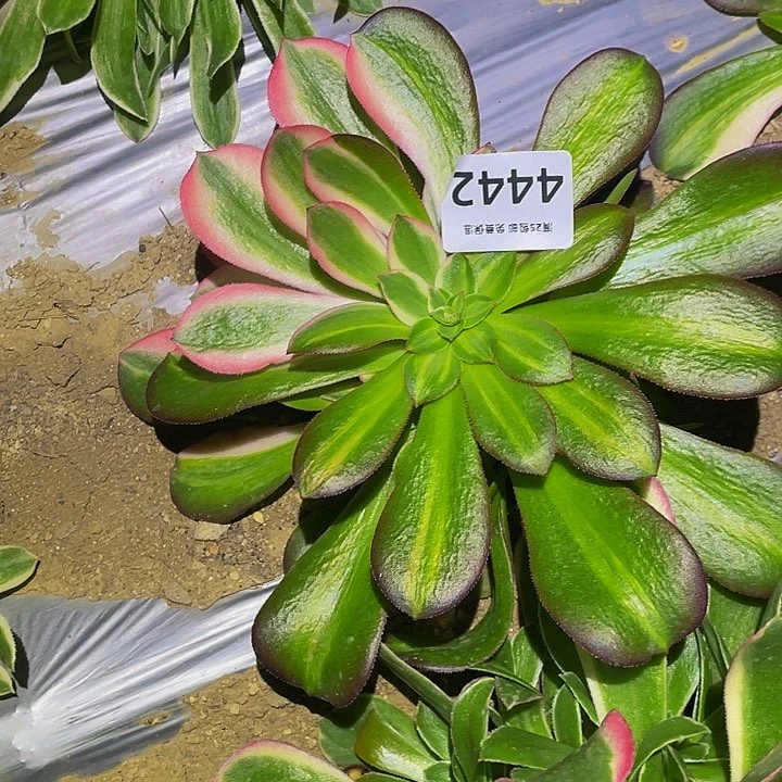 Y****S4442粉女郎花脸多肉植物