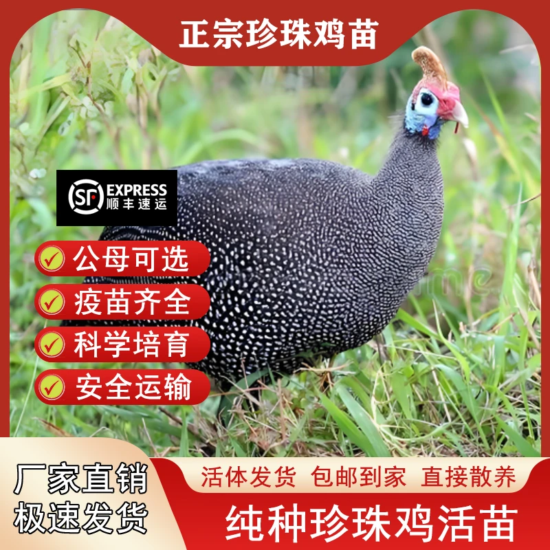 宠物鸡半斤珍珠鸡苗纯种珍珠山鸡便宜青年珍珠鸡散养观赏鸡活体