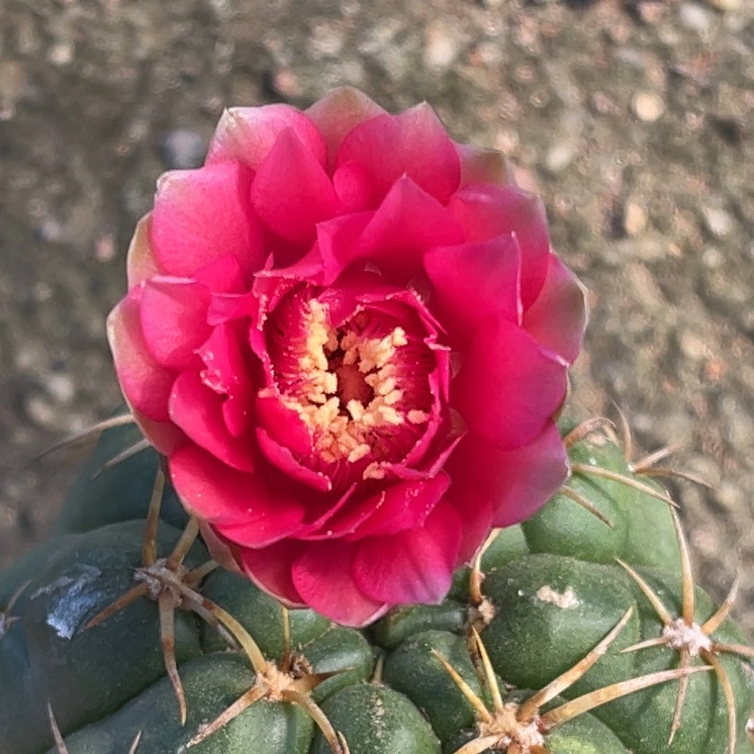 *****实生美花海王仙人球1