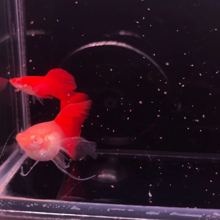 孔雀鱼血红绒球2对