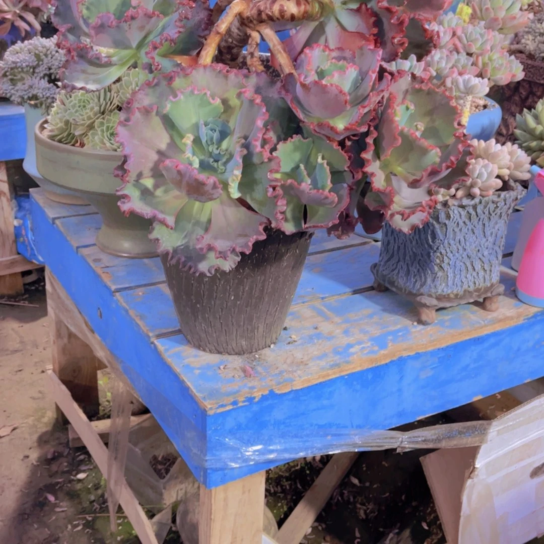 娜*多肉植物保护研究所所长