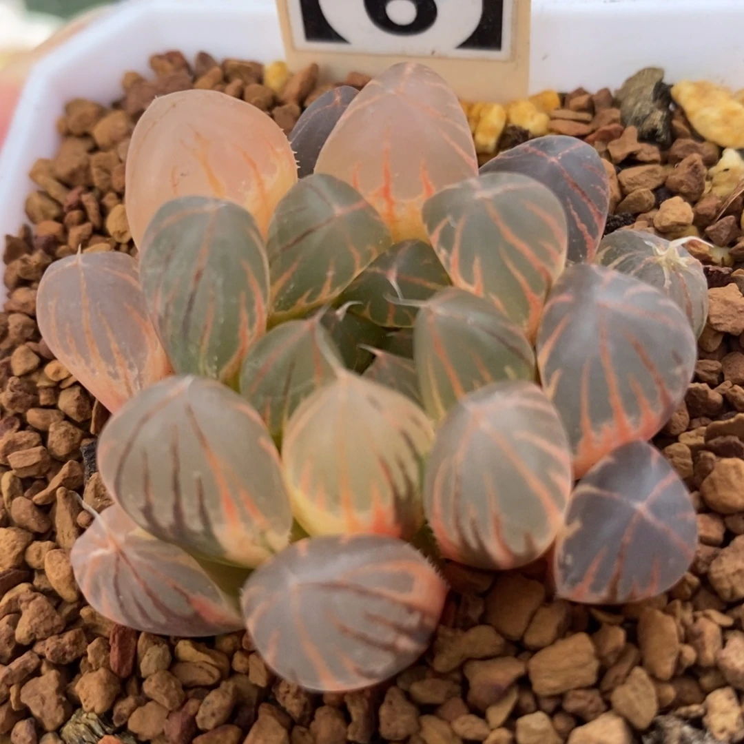 11糊斑霓虹灯玉露锦