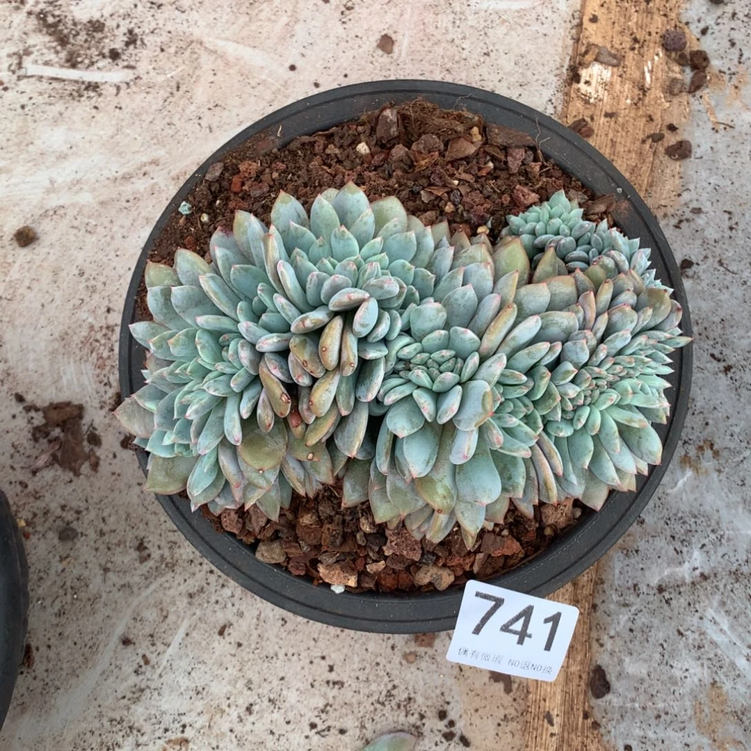 741橙子缀化多肉植物