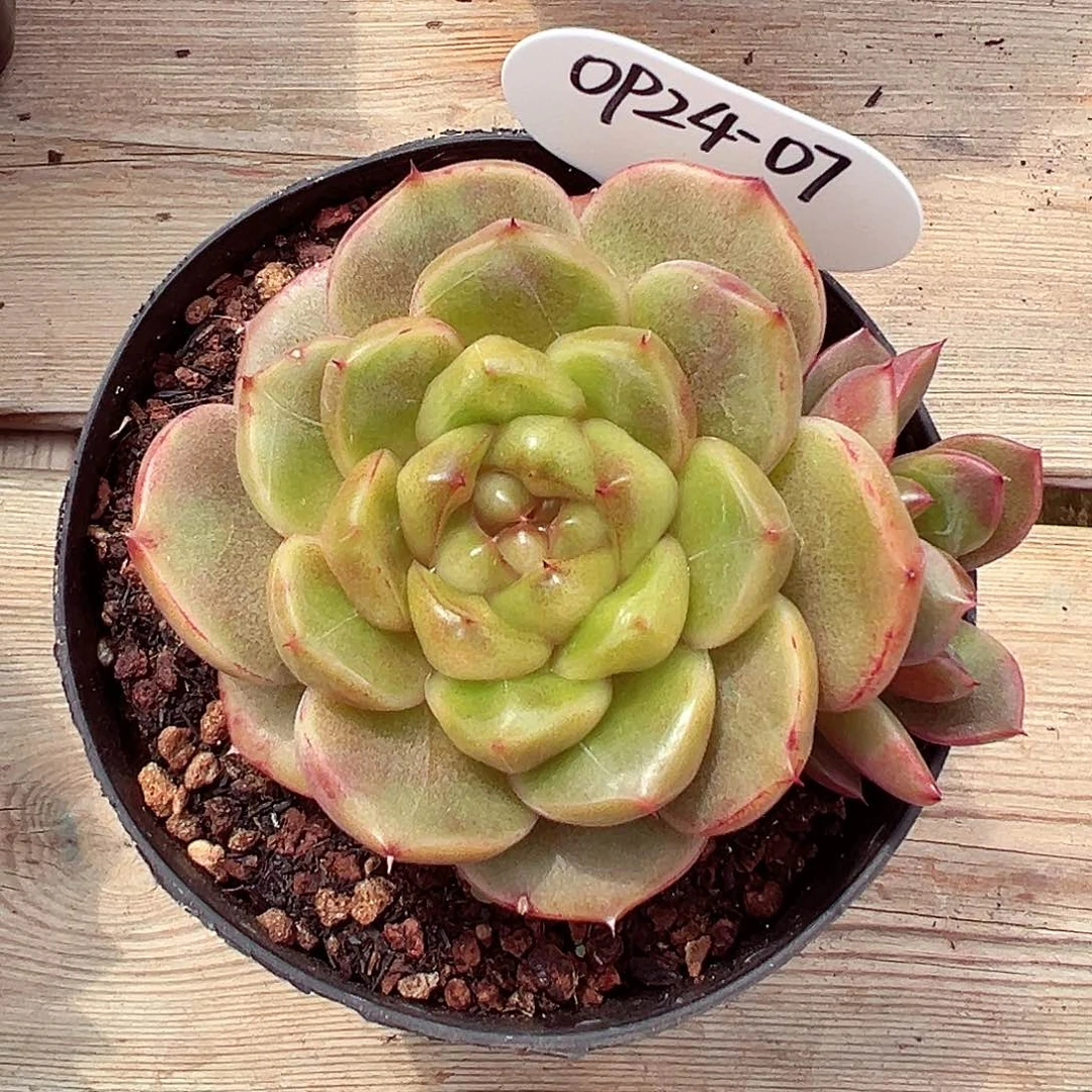 0924-07蓝水鬼特殊