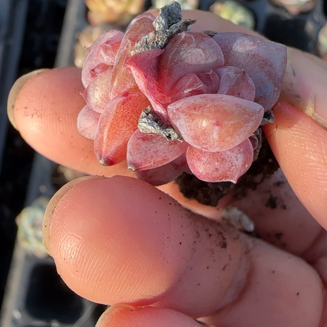 小卡拉米糖心一物一拍