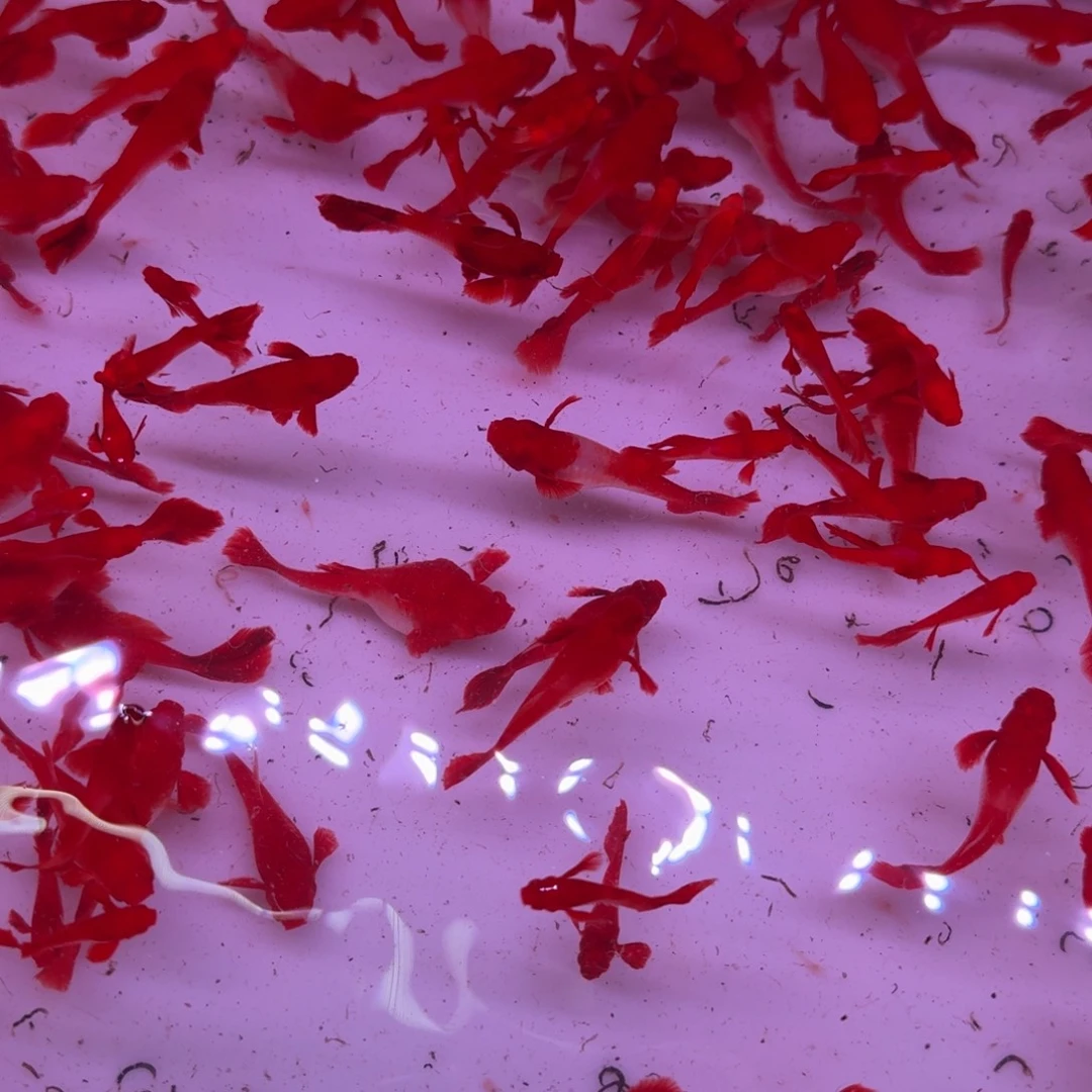 孔雀鱼分水瑕疵种鱼5对10条