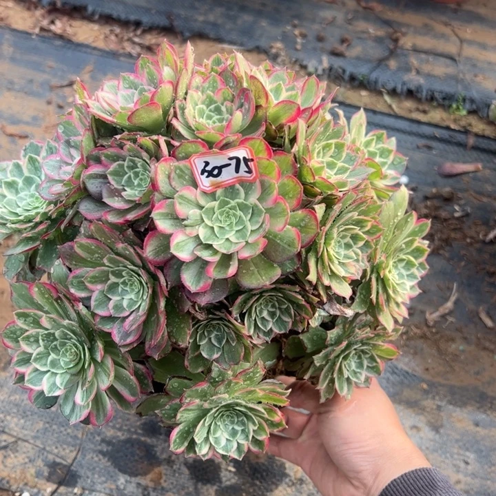 回*#莲花座多肉植物30-75