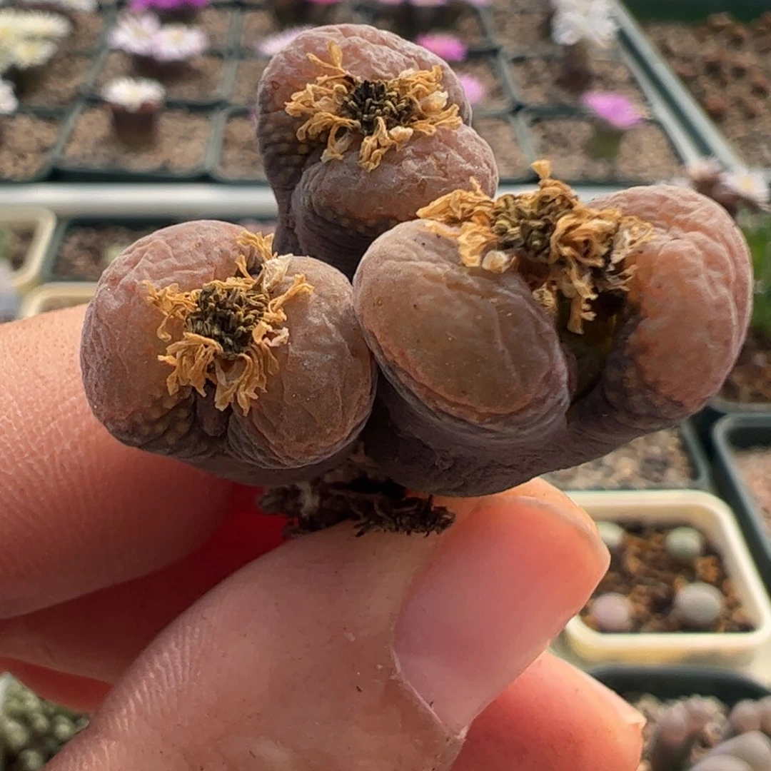 505 好看的多肉冲冲冲