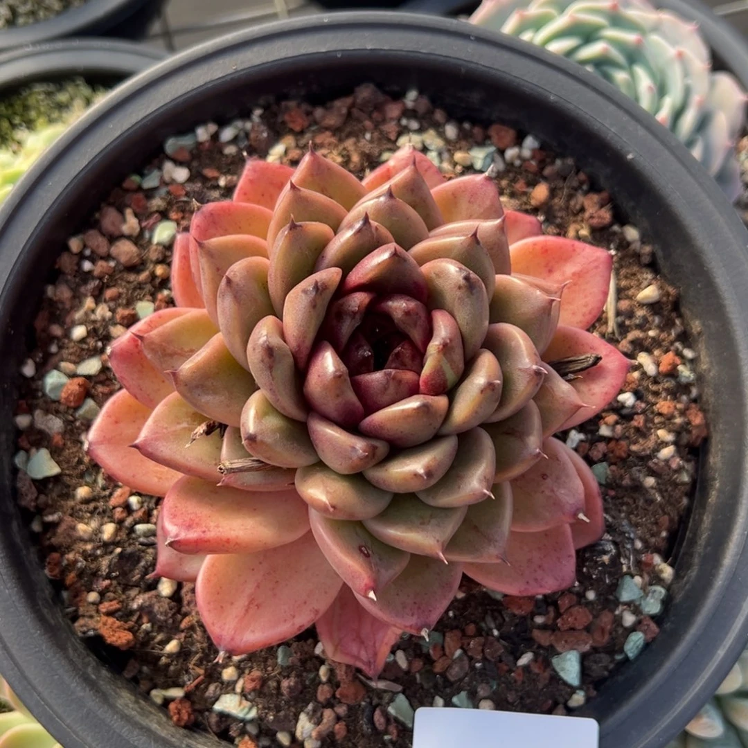 云**轻3470肉肉肉肉肉肉