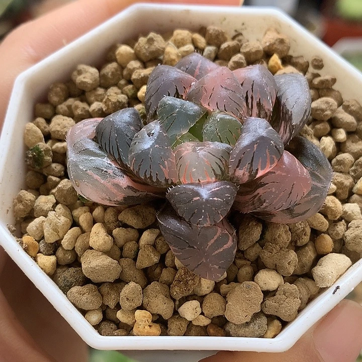 紫罗兰玉露锦带盆土发货
