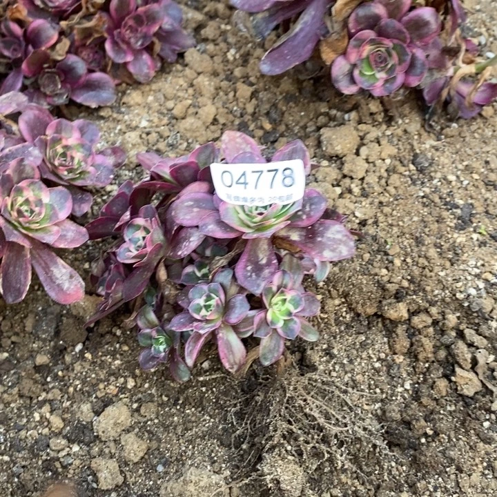 04778魅金玫瑰金多肉植物