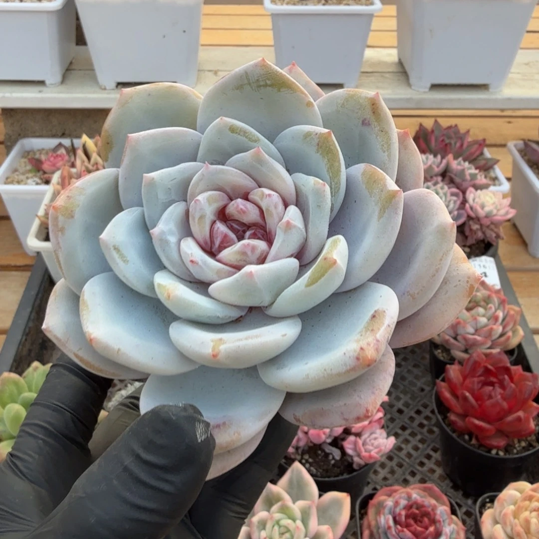 1215-35溏心雪天使大