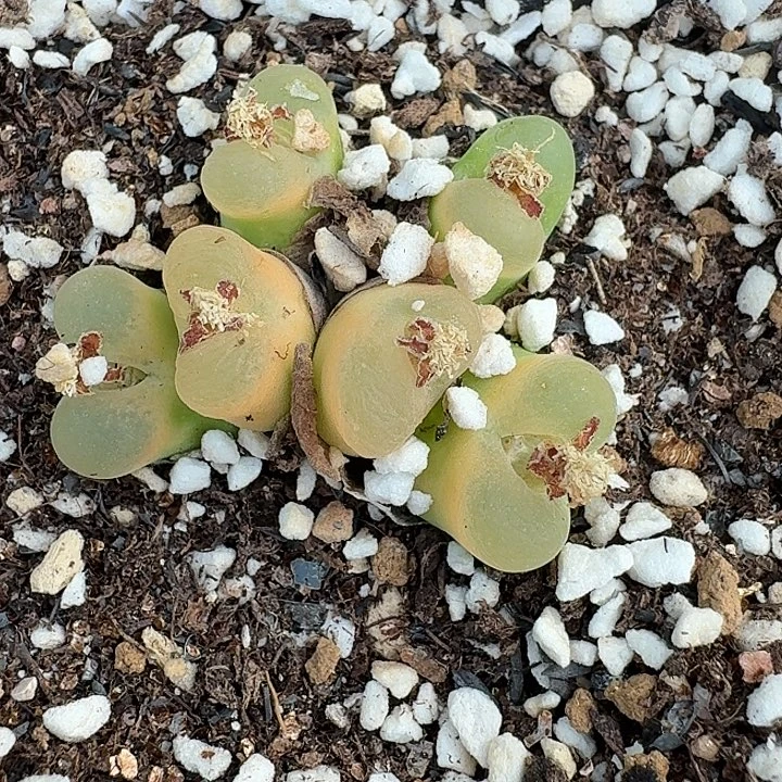 老马生石花六头o泡3066