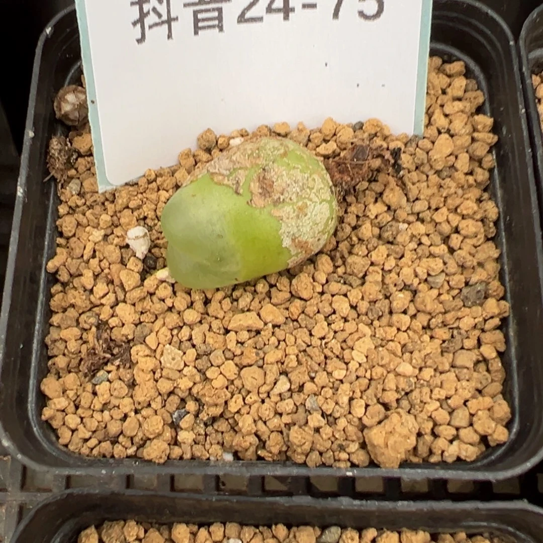 24-75拉登多肉植物