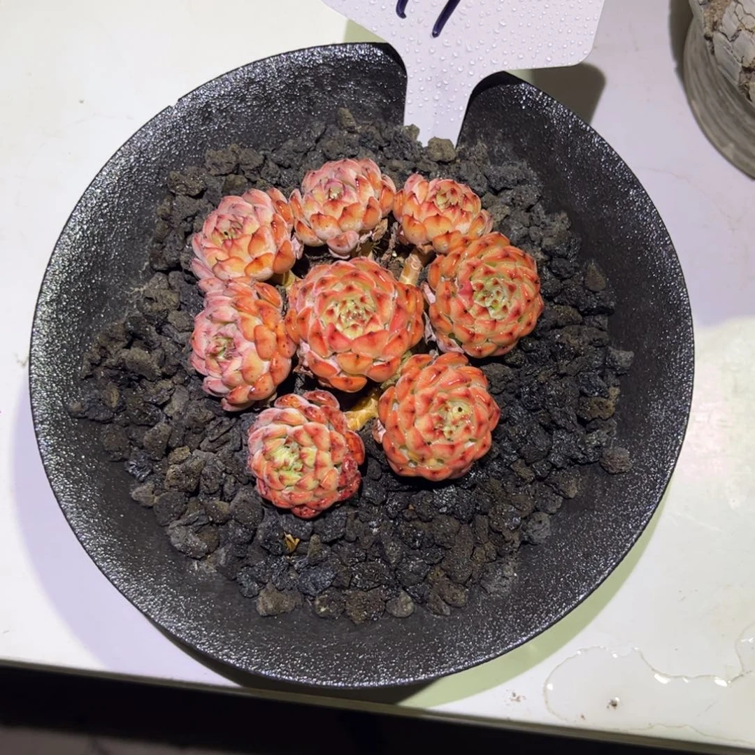 一物一拍红吉莲17