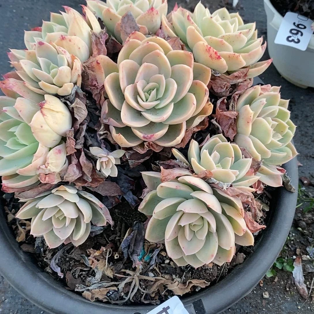 小**姥964丝绸多肉植物