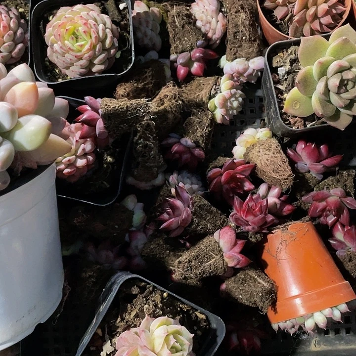 浅**凉112号筐一颗大老桩以挑