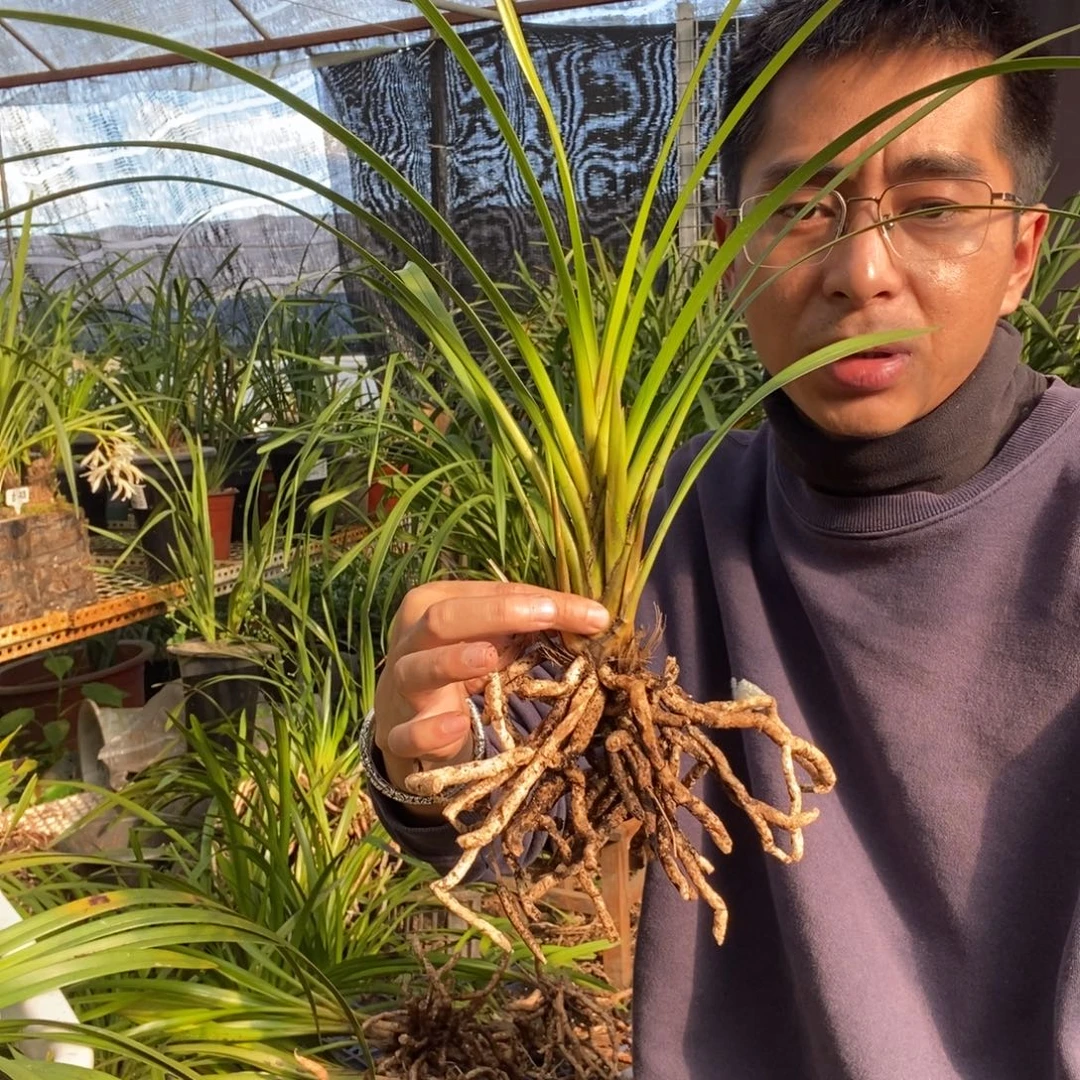 完全开放16独占春