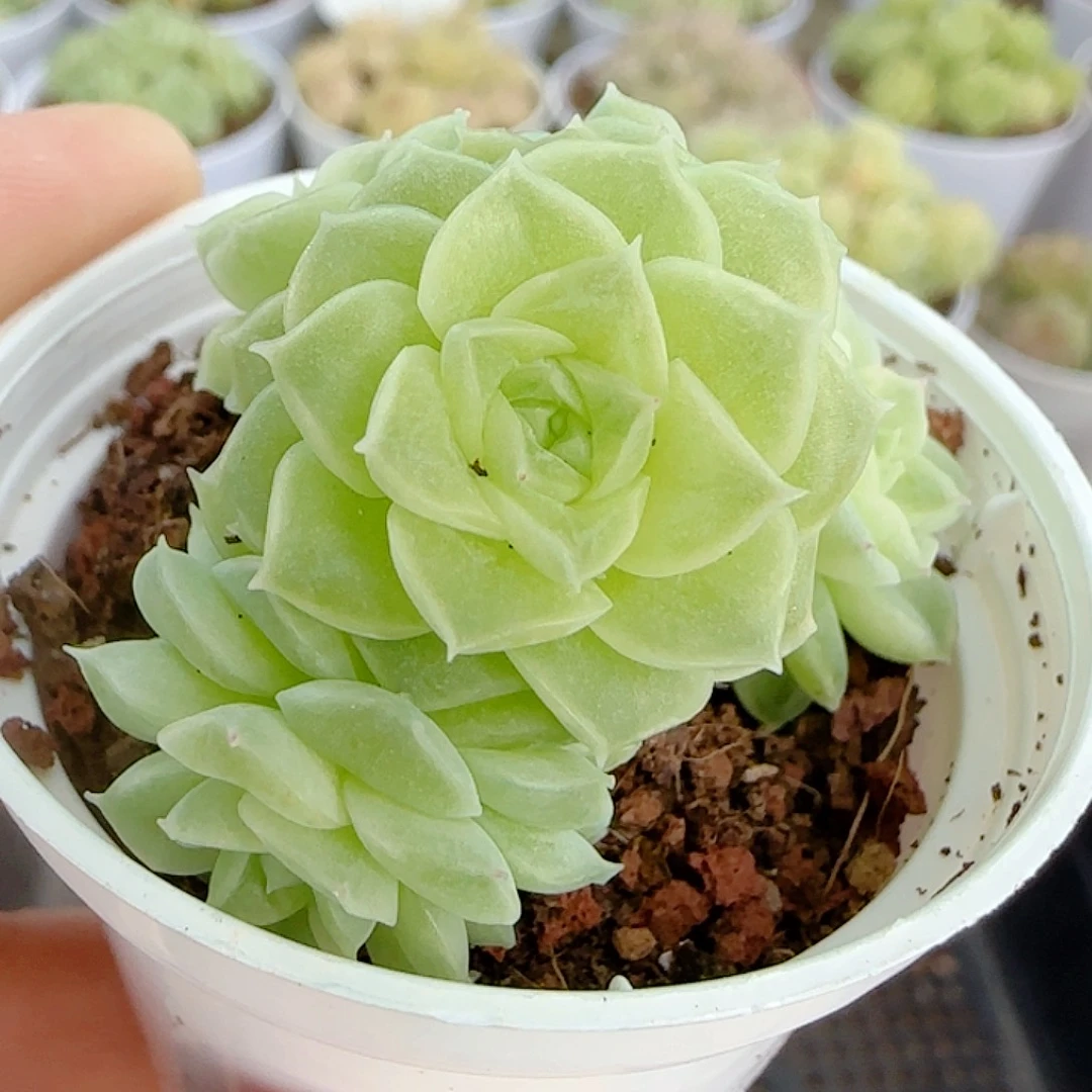 1114-185（优选麦秆）