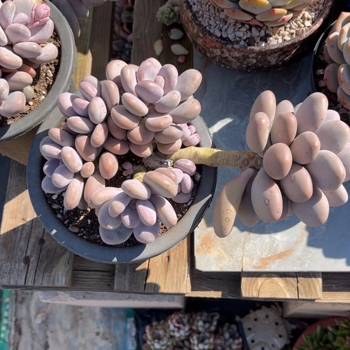 大叶奶多肉植物875