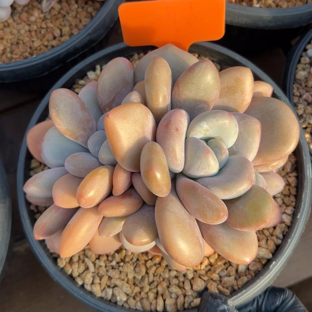 拉拉奶11111111111111