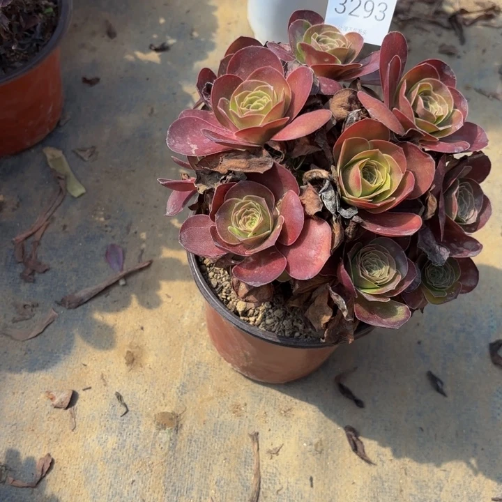 魅金玫瑰多肉处理不包断头3293