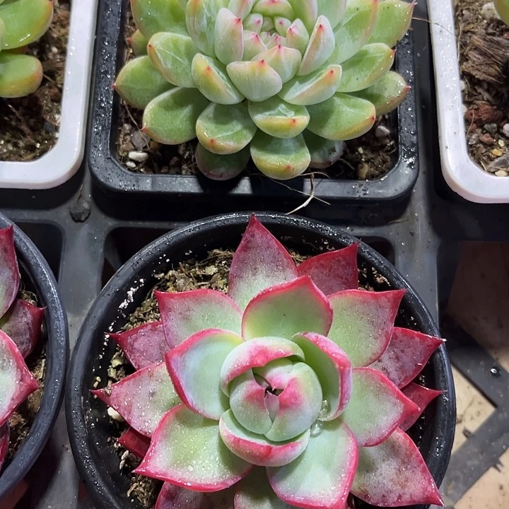 大惊鸿仙子加雪花珍妮