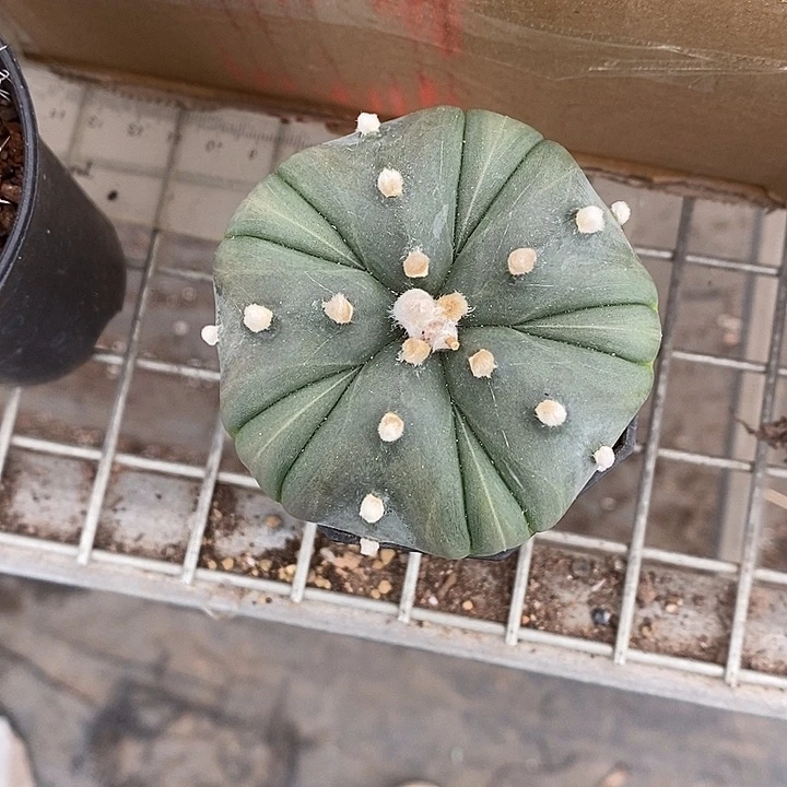 漂亮仙人球一物一拍