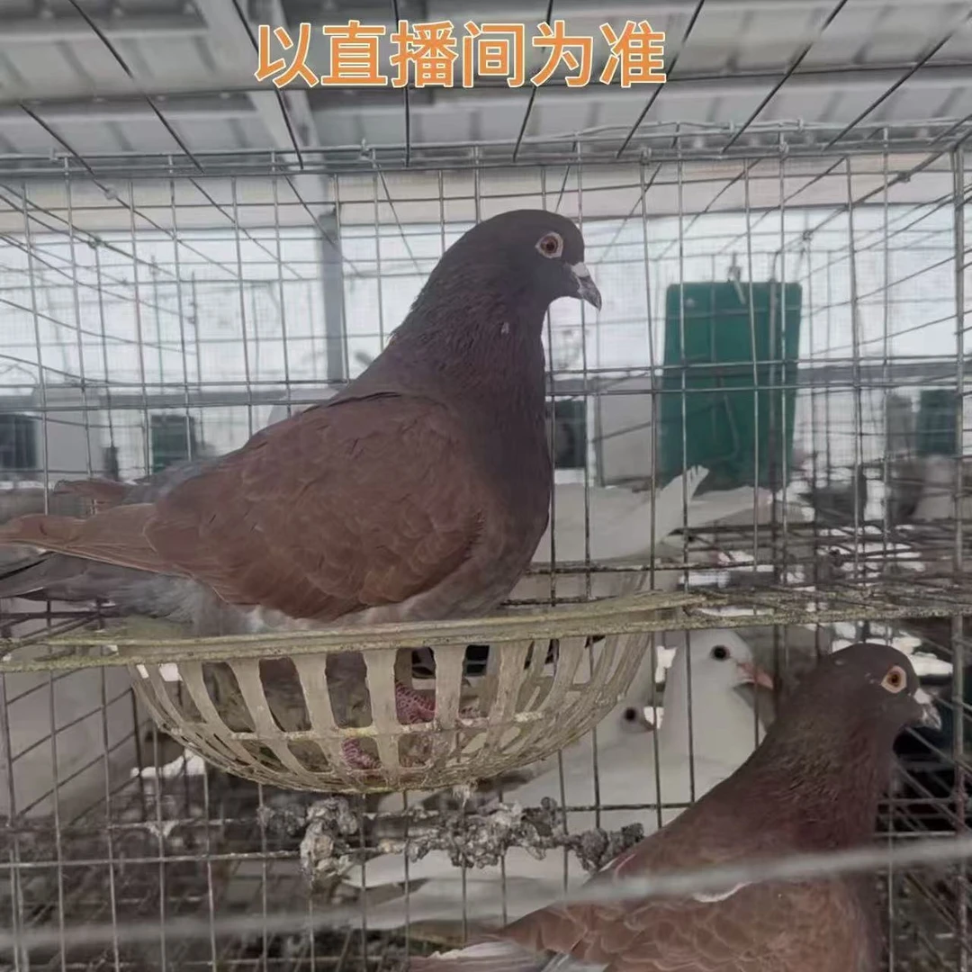 鸽子 精品种鸽两只  以直播间为准