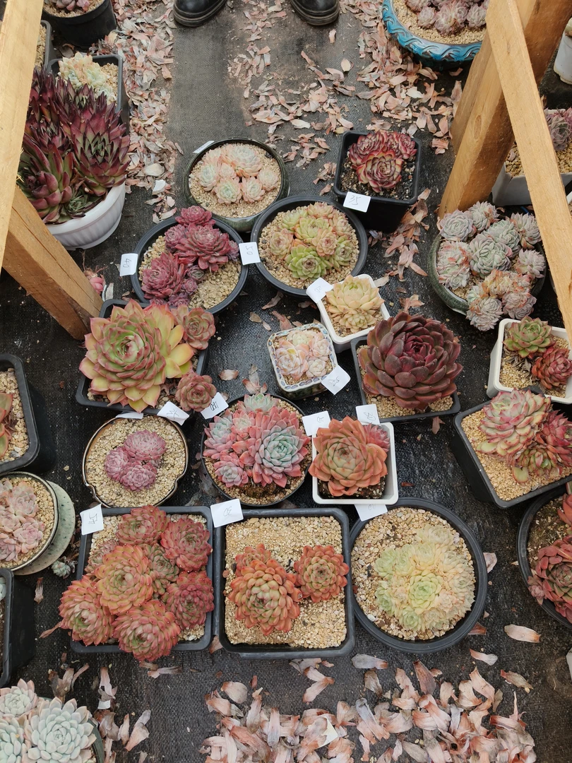 花掌柜精品杂交多肉一物一拍002十四盆