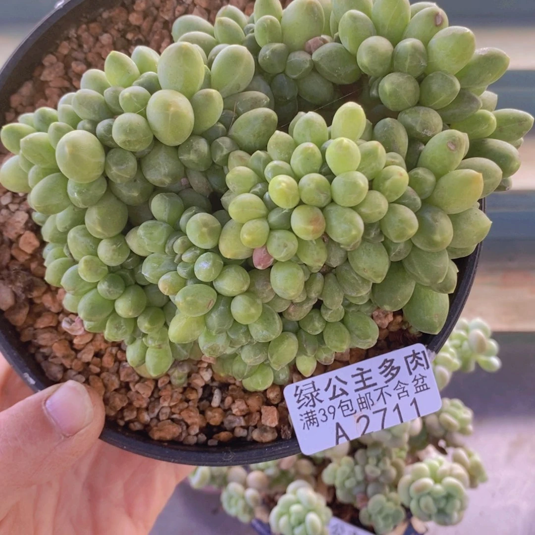 香蕉树缀12cm2711多肉植物