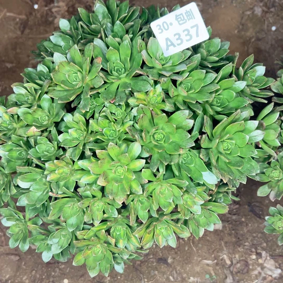 原****?337 多肉法师不包侧枝