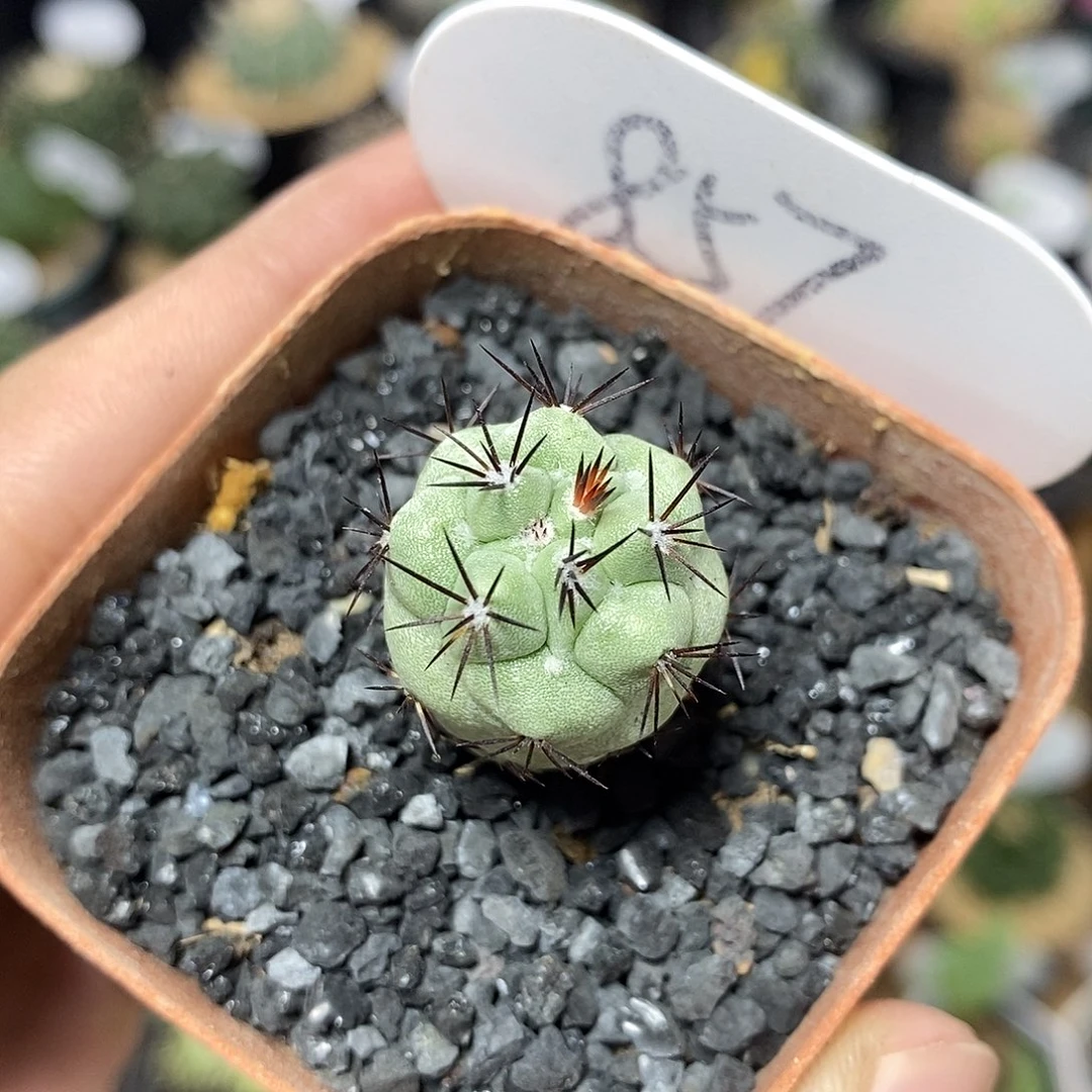 自根帝王丸857号2cm