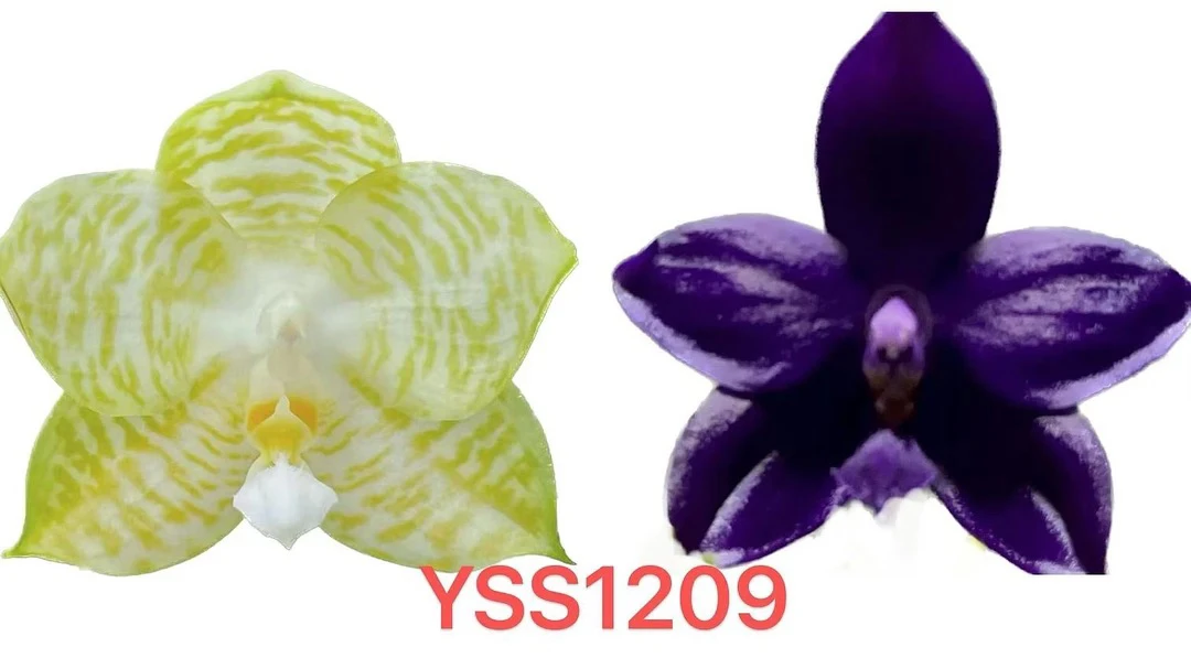 YSS1209 白老虎交诺曼蓝珍 3寸 苗株 鲜花绿植