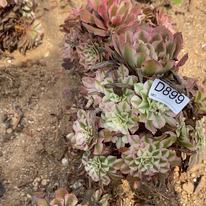 899红超白多肉植物法师
