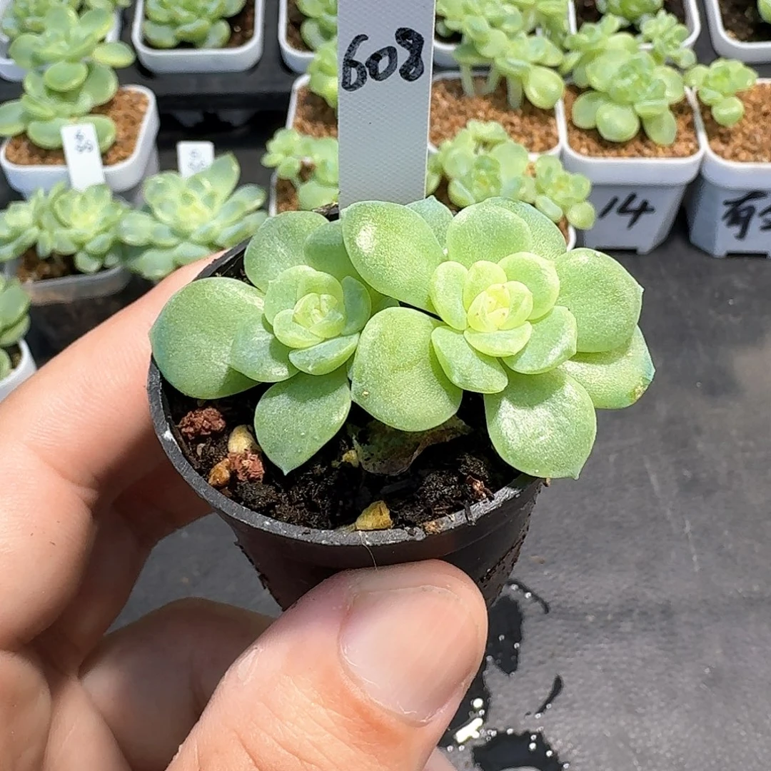 608号素素双头多肉