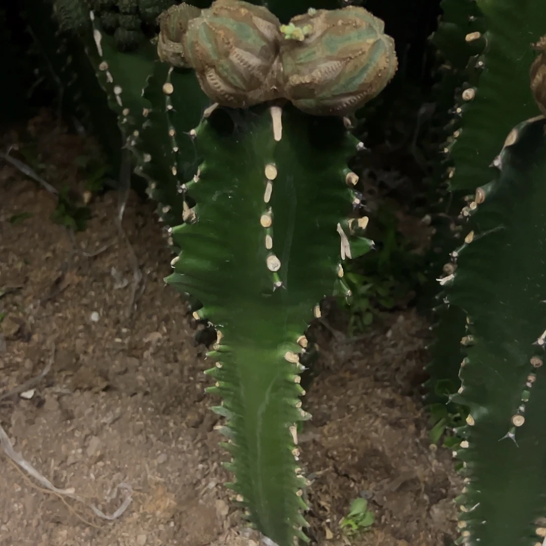 二***七欧布双头仙人球植物