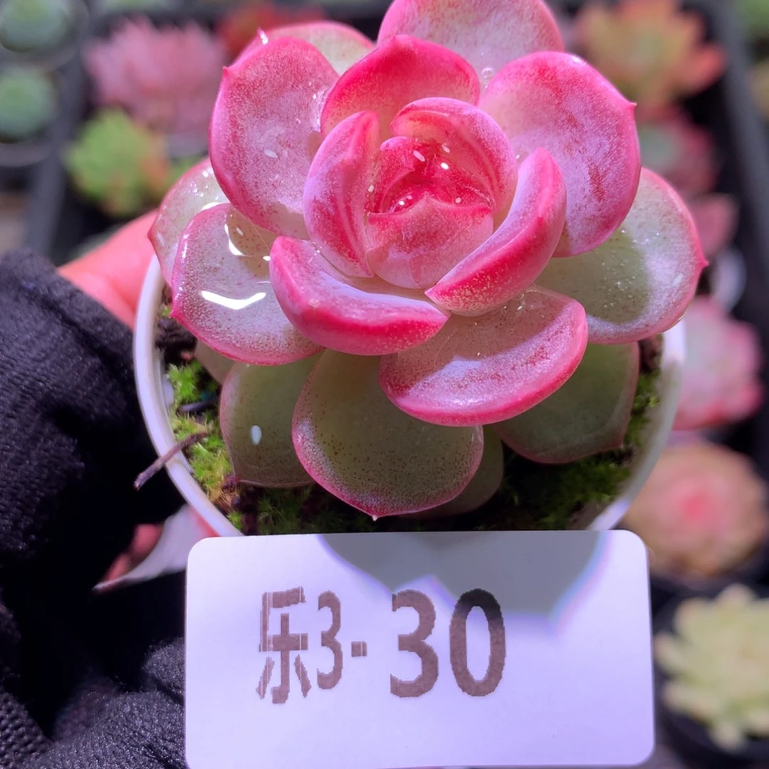 乐然 3-30 新品