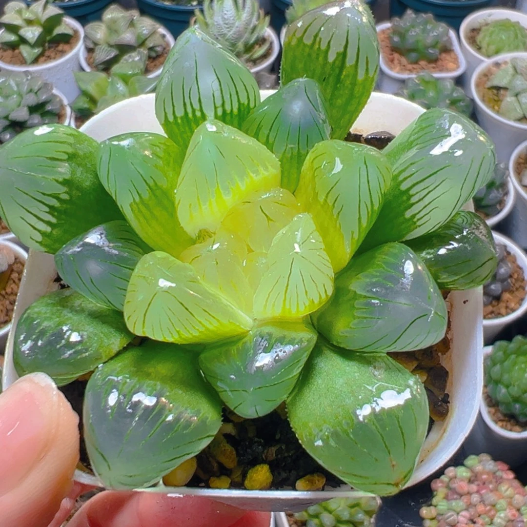 糖心玉露多肉多肉一颗