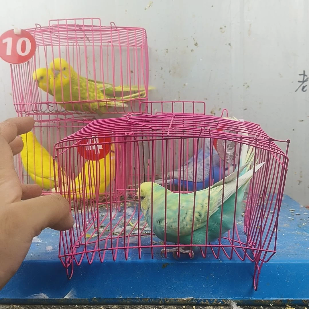 虎皮鹦鹉大头鹦鹉